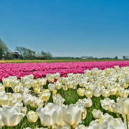 דירה Prinsenhof # Zes