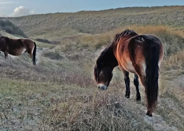 Prinsenhof # Zes Appartement Bergen