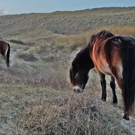 Prinsenhof # Zes Apartmán Bergen